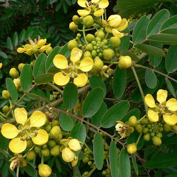 Cassia Siamea, Kased - 0.5 kg Seeds