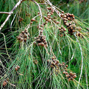 Casuarina equisetifolia - 10" Grow bag