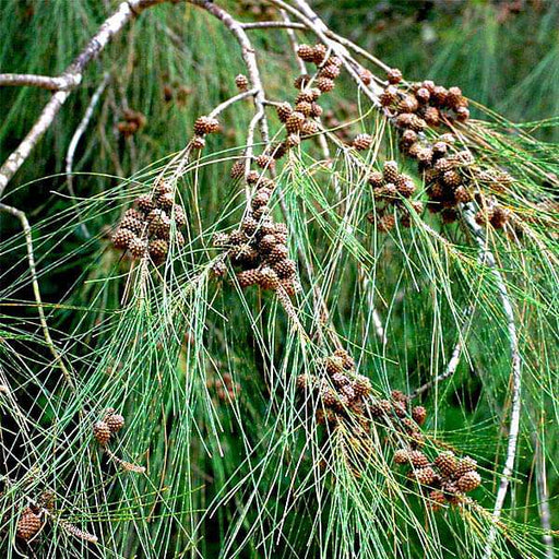 Casuarina equisetifolia - 10" Grow bag