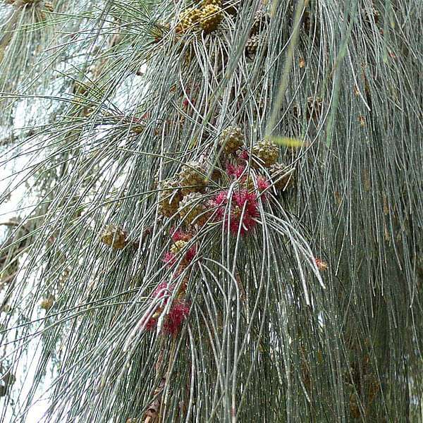 Casuarina Junghuhniana, Rhu - 0.5 kg Seeds