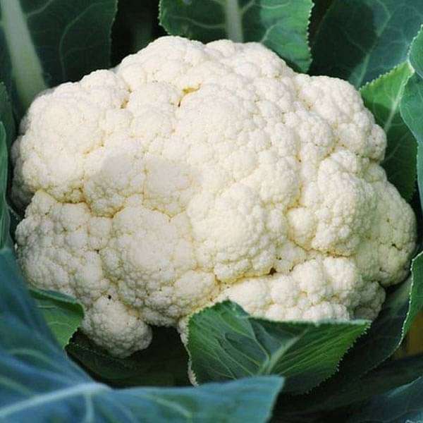 Cauliflower F1 Him Daksh - 65 - Vegetable Seeds