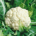 Cauliflower SnowBall - Organic Vegetable Seeds