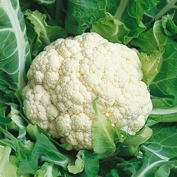 Cauliflower SnowBall - Organic Vegetable Seeds