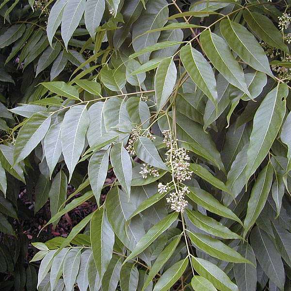 Cedrela Toona, Indian Cedar - 0.5 kg Seeds