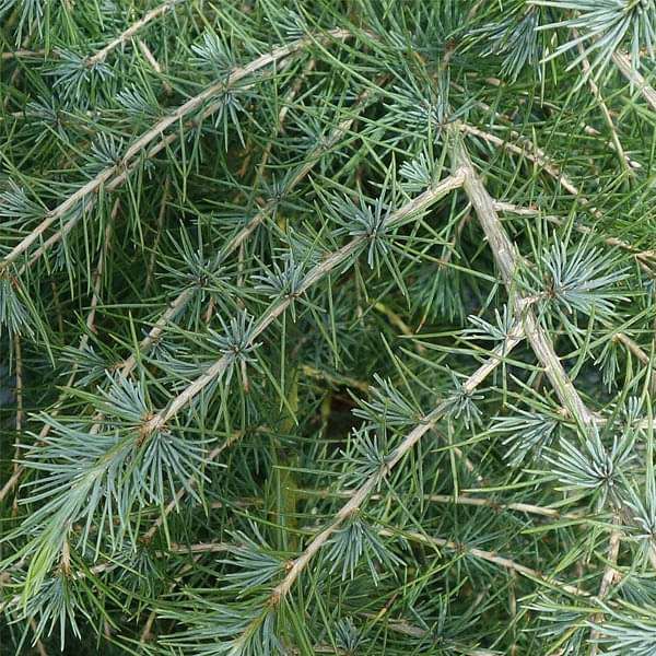 Cedrus Deodara, Devdar - 0.5 kg Seeds