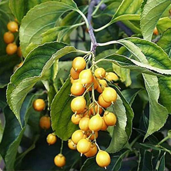 Celastrus Paniculatus, Mal kangani - 0.5 kg Seeds