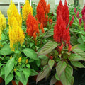 Celosia Pulmosa Mixed Color - Flower Seeds