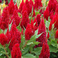 Celosia Pulmosa Red - Flower Seeds
