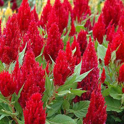 Celosia Pulmosa Red - Flower Seeds
