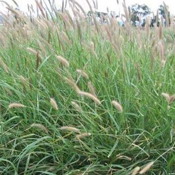 Cenchrus Ciliaris, Buffel Grass - 0.5 kg Seeds