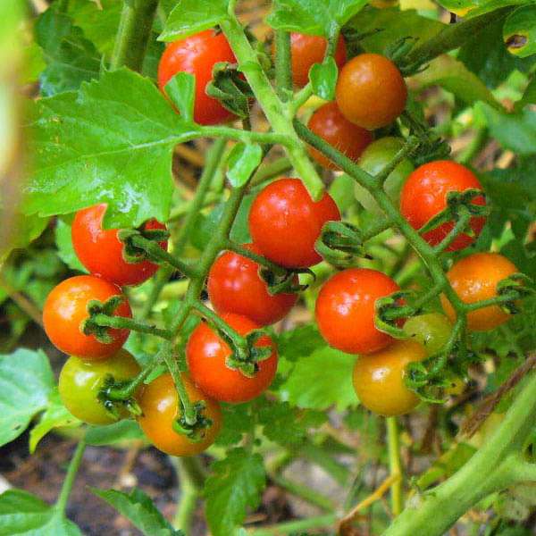 Cherry Tomato Wild Texas - Vegetable Seeds