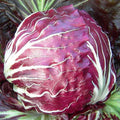 Chicory Rossa Di Verona - Vegetable Seeds