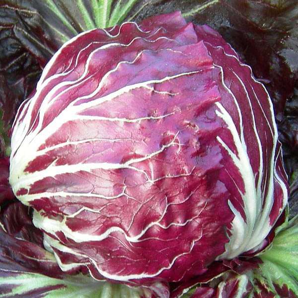 Chicory Rossa Di Verona - Vegetable Seeds