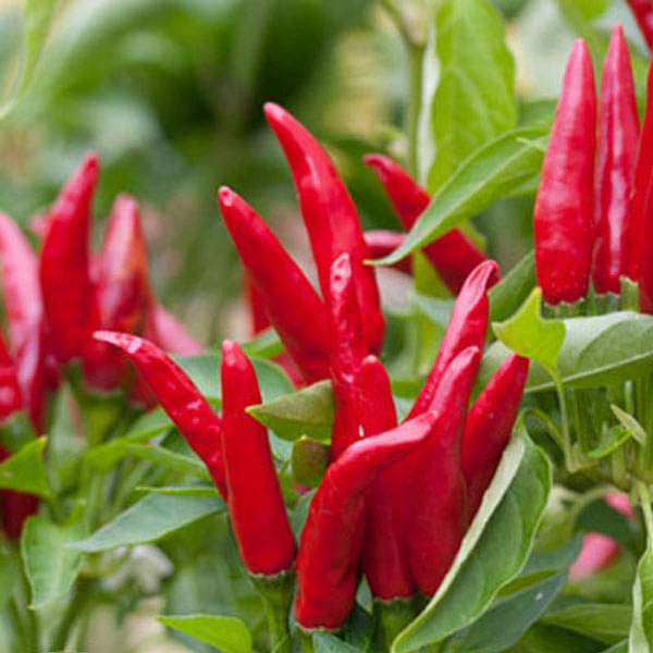 Chilli F1 Hybrid Xingchango No 1 - Vegetable Seeds