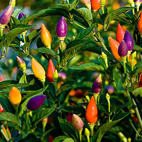 Chilli Ornamental Choice Mixed - Seeds