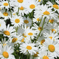 Chrysanthemum Alaska White - Flower Seeds