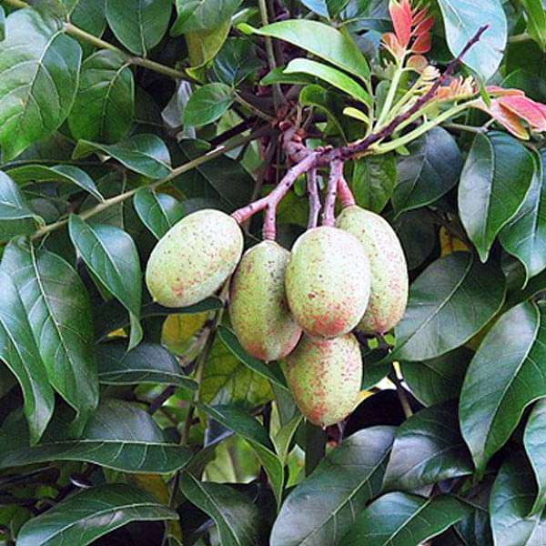 Chukrasia Tabularis, Jamaica Cedar - 0.5 kg Seeds