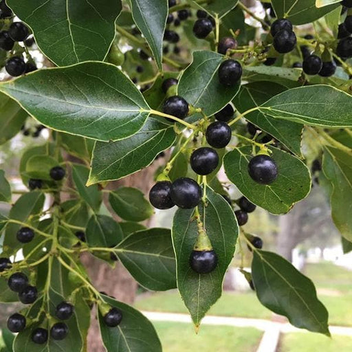 Cinnamomum camphora - 6" Grow bag