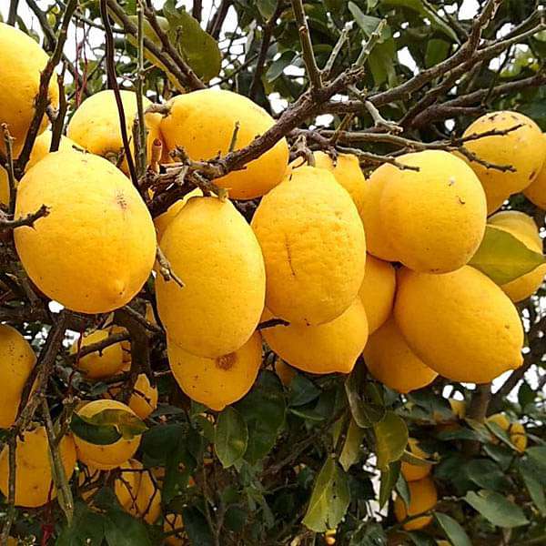 Citrus Galgal, Nimboo - 0.5 kg Seeds
