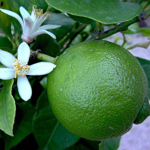 Sweet Lime - 10" Grow bag