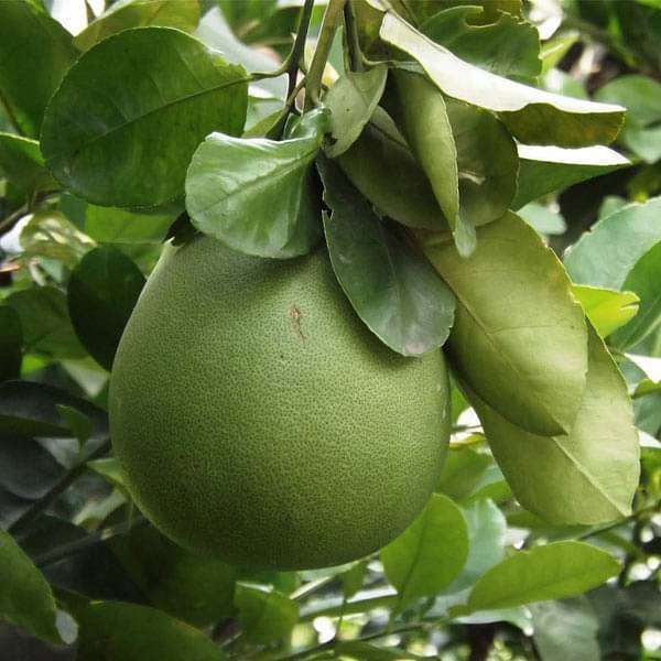 Citrus Pomelo, Chakotra - 0.5 kg Seeds