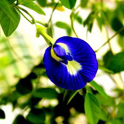 Clitoria Ternatea, Aparajita (Mix Color, Hybrid) - 0.5 kg Seeds