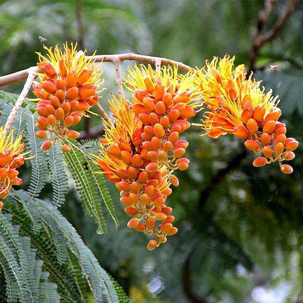 Colvillea Racemosa, Golden Flower Tree - 0.5 kg Seeds