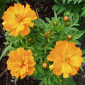 Cosmos Bright Light Orange - Flower Seeds