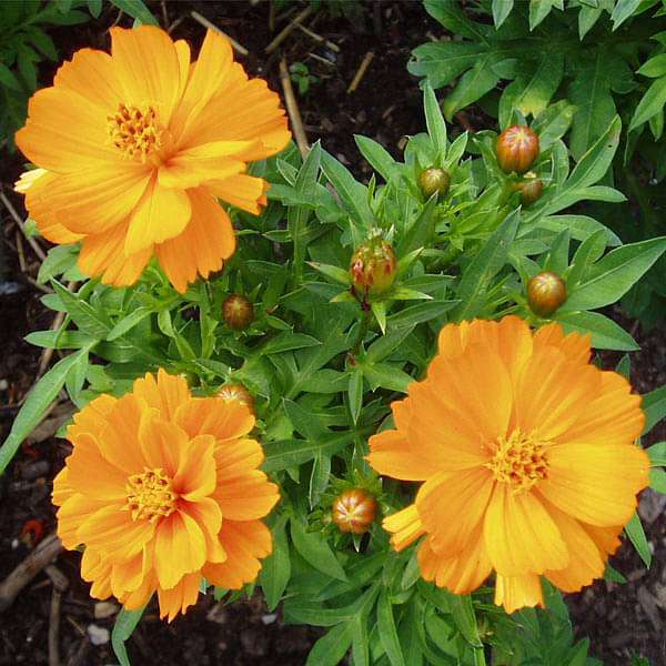 Cosmos Bright Light Orange - Flower Seeds
