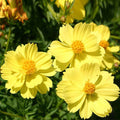 Cosmos Bright Light Yellow - Flower Seeds