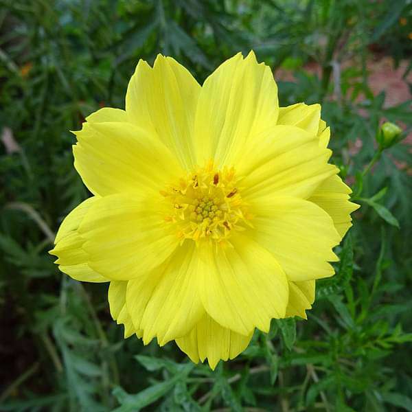 Cosmos Yellow - Desi Flower Seeds