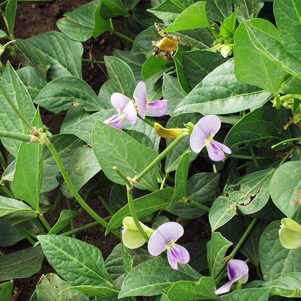 Cow Pea - 0.5 kg Seeds