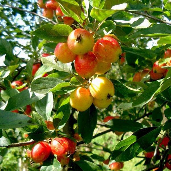 Crab Apple, Pyrus Malus - 0.5 kg Seeds