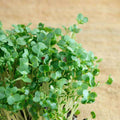 Cress Common, Garden Cress - Herb Seeds