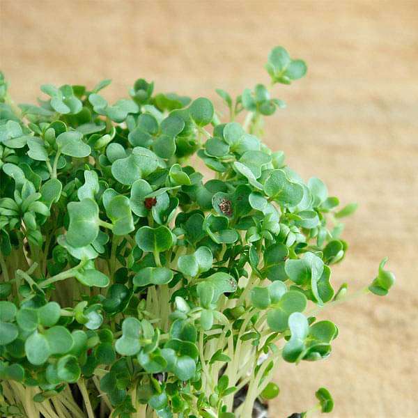 Cress Common, Garden Cress - Herb Seeds