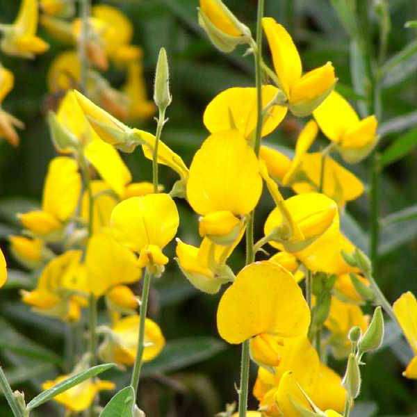Crotalaria Juncea, Indian Hemp - 0.5 kg Seeds