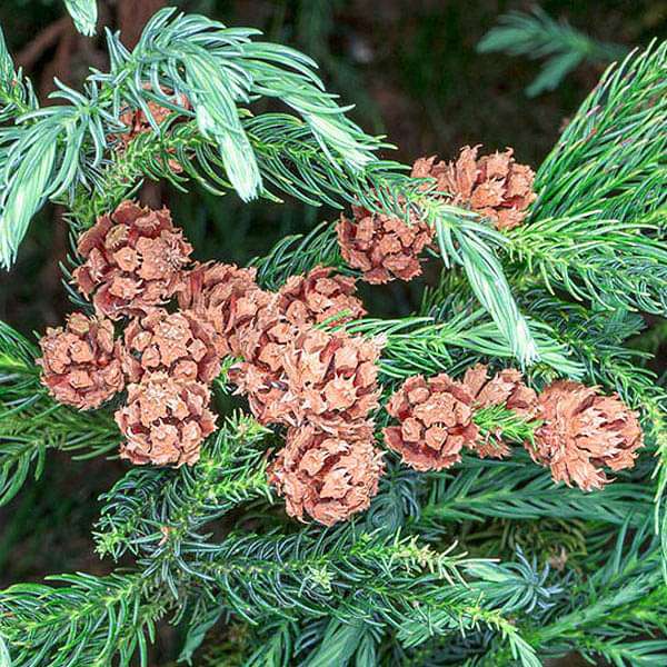 Cryptomeria Japonica, Japanese Cedar - 0.5 kg Seeds