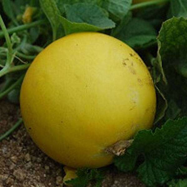 Cucumber Yellow Round - Vegetable Seeds