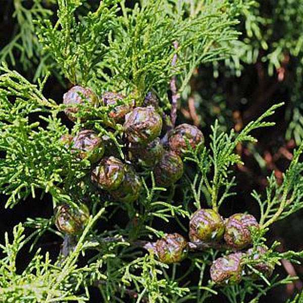 Cupressus Torulosa, Himalayan Cypress - 0.5 kg Seeds