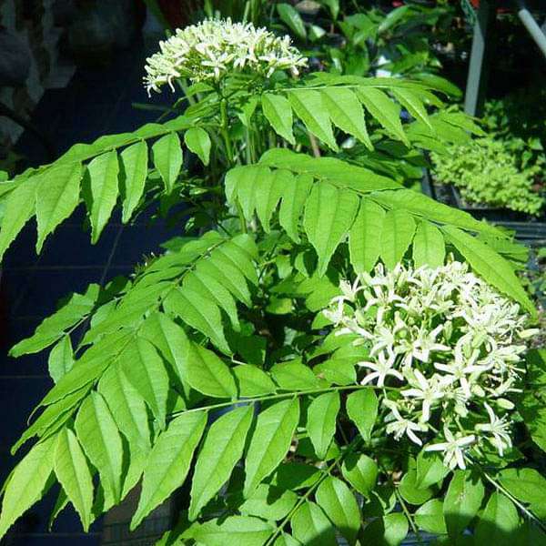 Curry Leaves, Kadi Patta - 0.5 kg Seeds