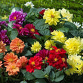 Dahlia Figaro Mixed Color - Flower Seeds