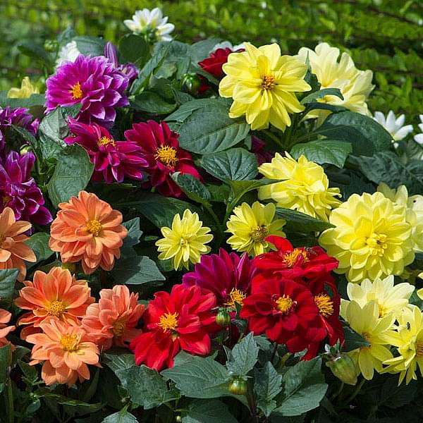 Dahlia Figaro Mixed Color - Flower Seeds