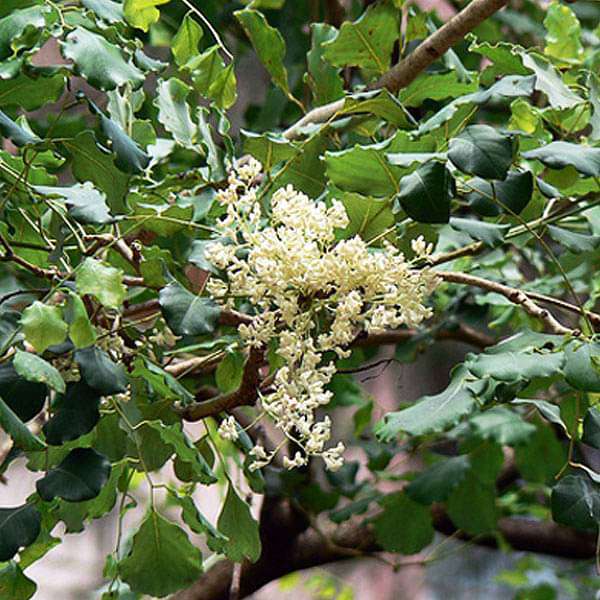 Dalbergia Latifolia, Rosewood - 0.5 kg Seeds