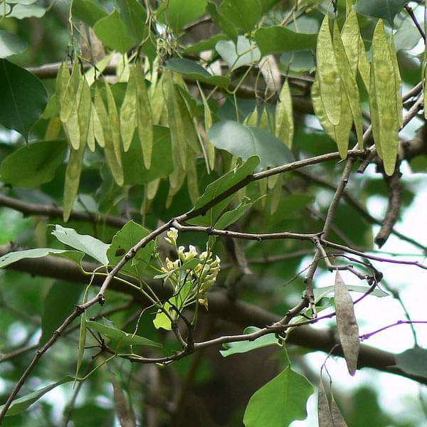 Dalbergia Oojeinensis, Sandan - 0.5 kg Seeds
