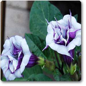 Datura Fastuosa, Kala Dhatura - 0.5 kg Seeds