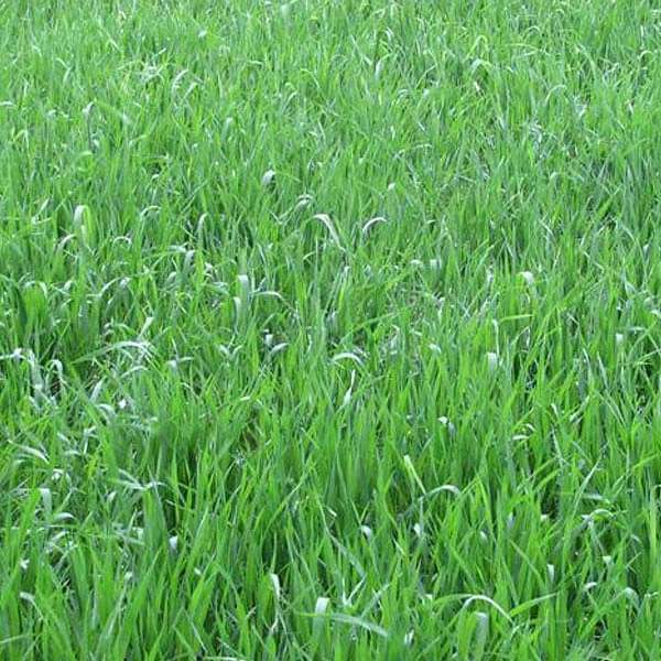 Deenanath Grass - 0.5 kg Seeds