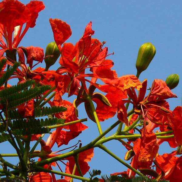 Delonix Regia, Gulmohar - 0.5 kg Seeds