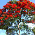 Gulmohar - 10" Grow bag