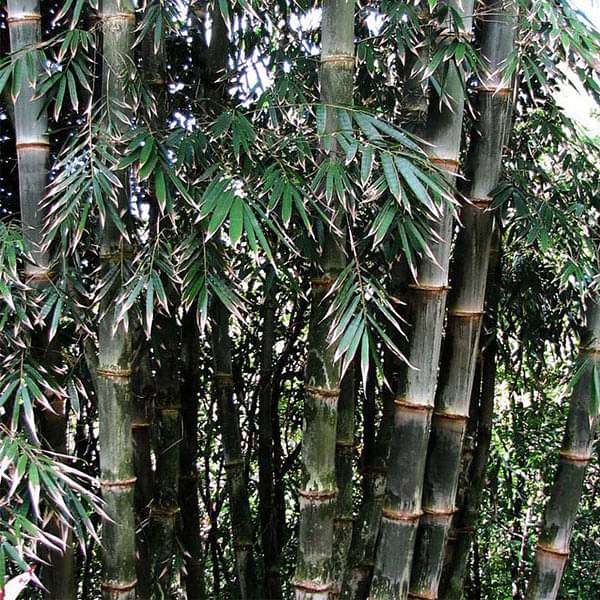 Dendrocalamus Strictus, Solid Bamboo - 0.5 kg Seeds