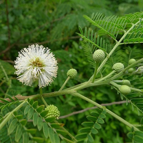 Subabul, Leucaena leucocephala - 0.5 kg Seeds